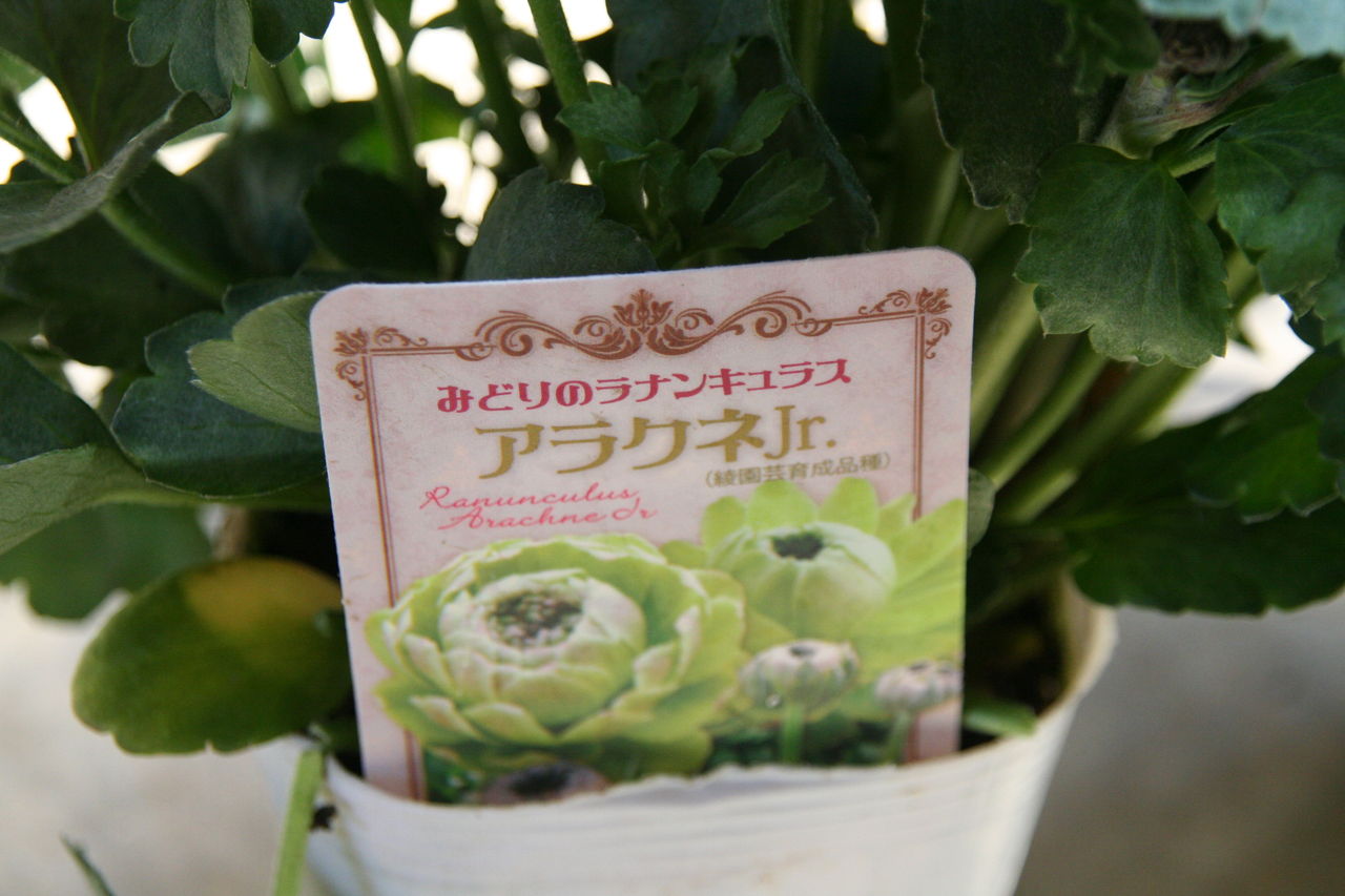 緑のラナンキュラス アラクネjr プチ フルール Actis Flower Garden Green