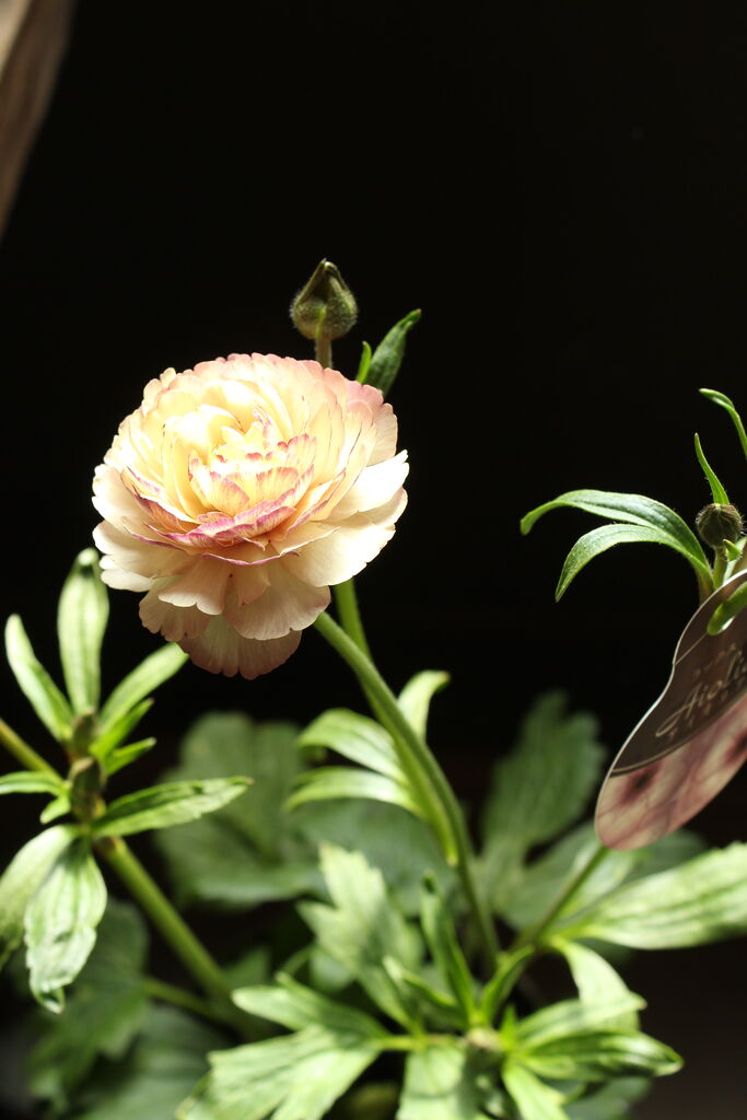 お待たせしました ラナンキュラス ラックス 入荷です プチ フルール Actis Flower Garden Green