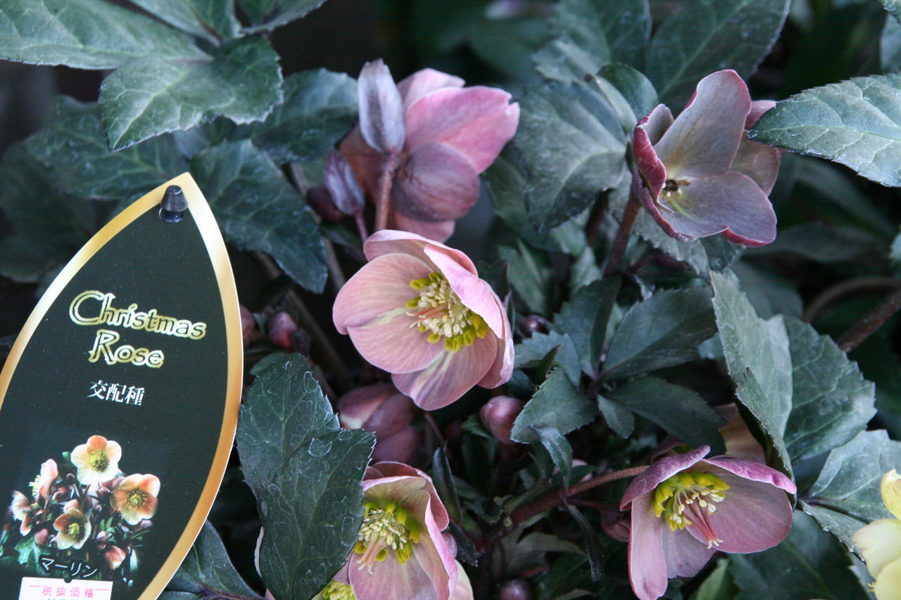 クリスマスローズ クロリス ウィンターヴィーナス 斑入り 株分け No.2
