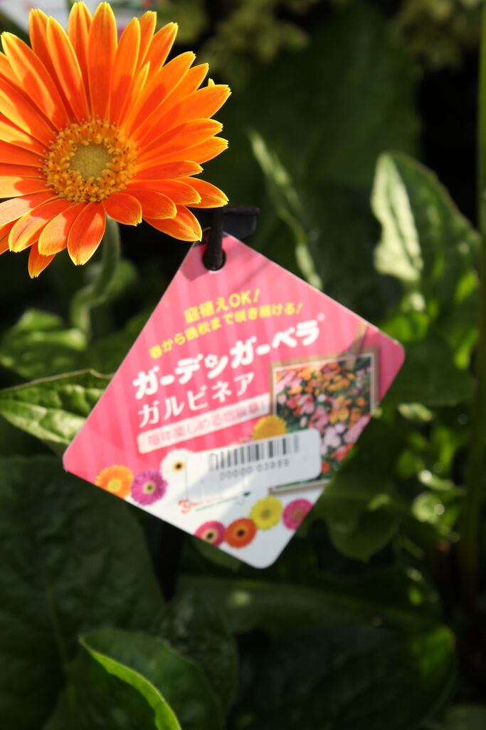 とても丈夫で良く咲きます ガーデンガーベラ ガルビネア プチ フルール Actis Flower Garden Green とても丈夫で良く咲きます ガーデンガーベラ ガルビネア プチ フルール Actis Flower Garden Green
