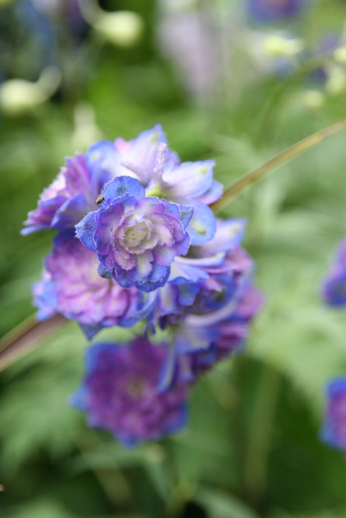 デルフィニウム スイートセンセーション ムーンライト Actis Flower Garden Green プチ フルール デルフィニウム スイートセンセーション ムーンライト Actis Flower Garden Green プチ フルール