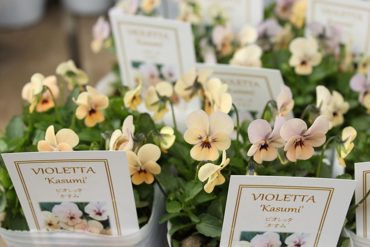フラワーハーツさん ビオレッタ 入荷です プチ フルール Actis Flower Garden Green