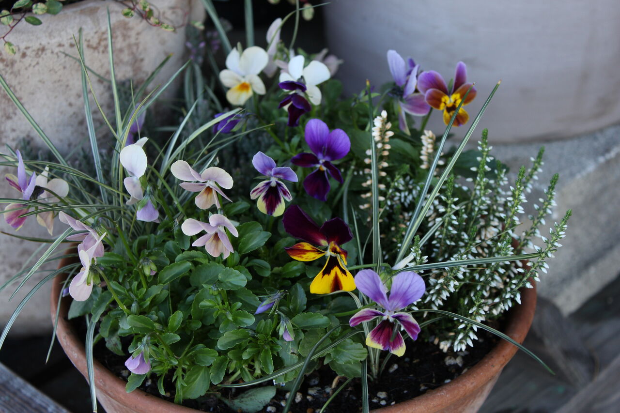 ビオラが主役の寄せ植えをどうぞ プチ フルール Actis Flower Garden Green ビオラが主役の寄せ植えをどうぞ プチ フルール Actis Flower Garden Green