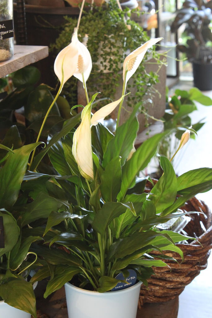 スパティフィラム ショパン プチ フルール Actis Flower Garden Green