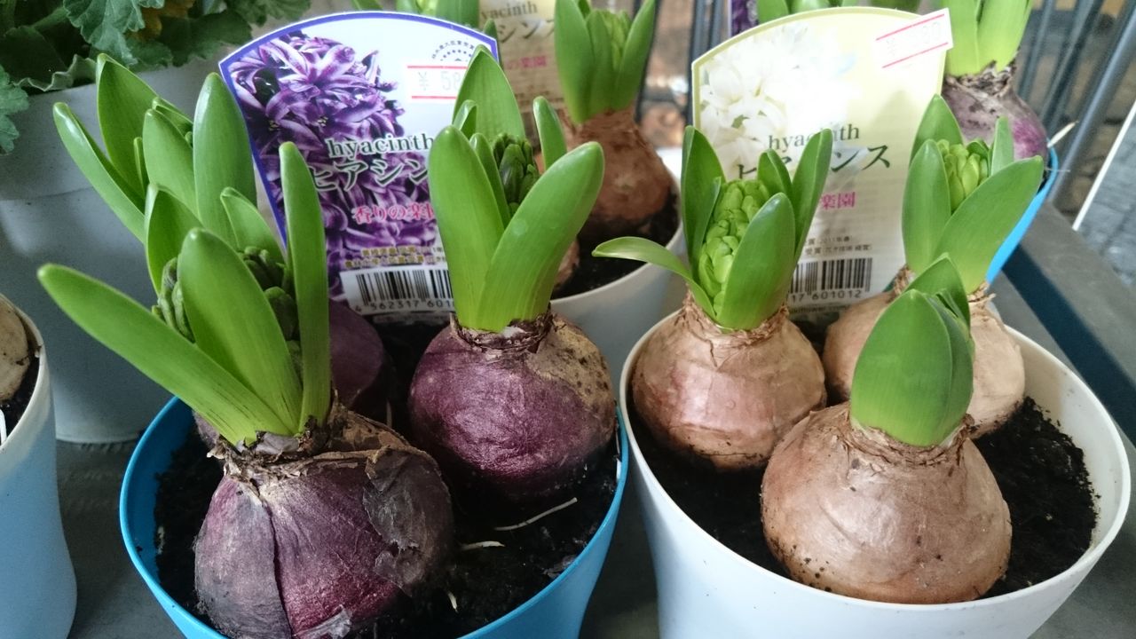 ヒアシンスの芽出し球根を楽しもう プチ フルール Actis Flower Garden Green