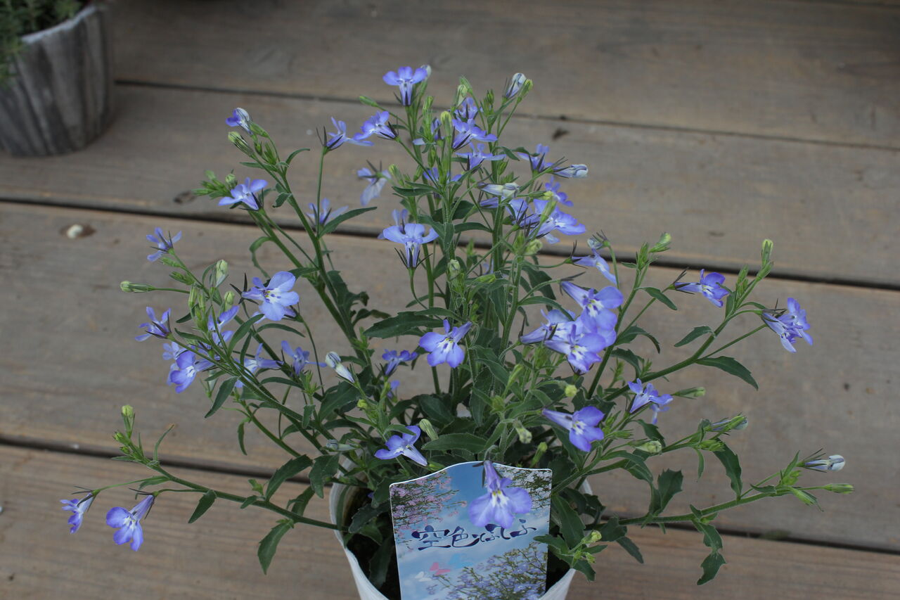 ロベリア 空色てふてふ 入荷しました プチ フルール Actis Flower Garden Green ロベリア 空色てふてふ 入荷しました プチ フルール Actis Flower Garden Green