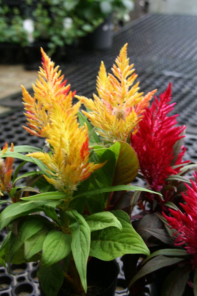 セロシア カルーナ プチ フルール Actis Flower Garden Green