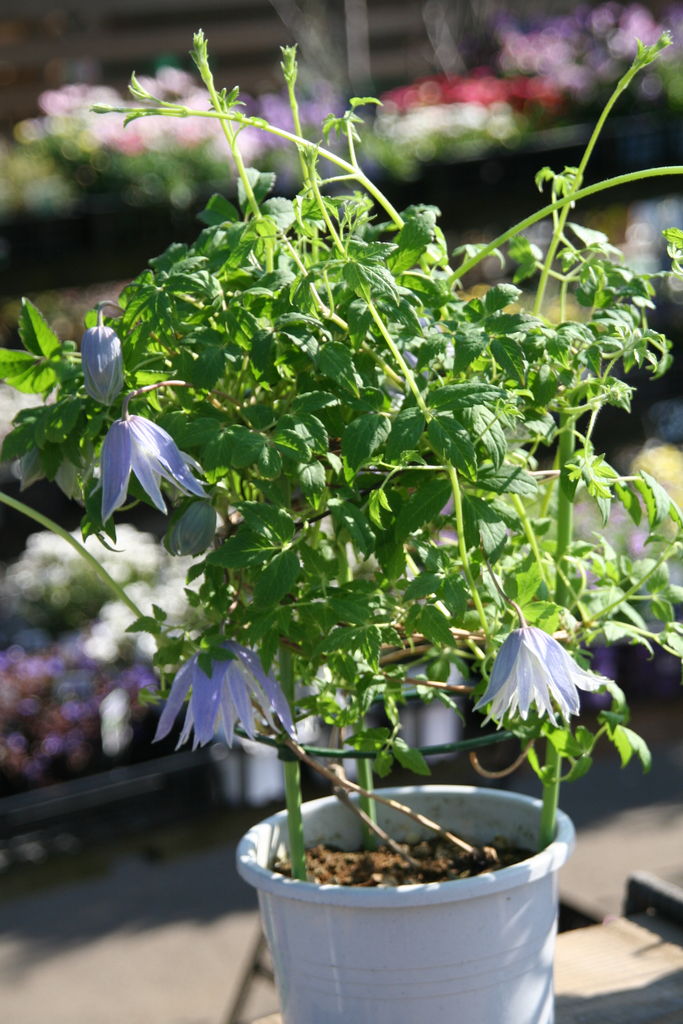 クレマチス入荷しています プチ フルール Actis Flower Garden Green