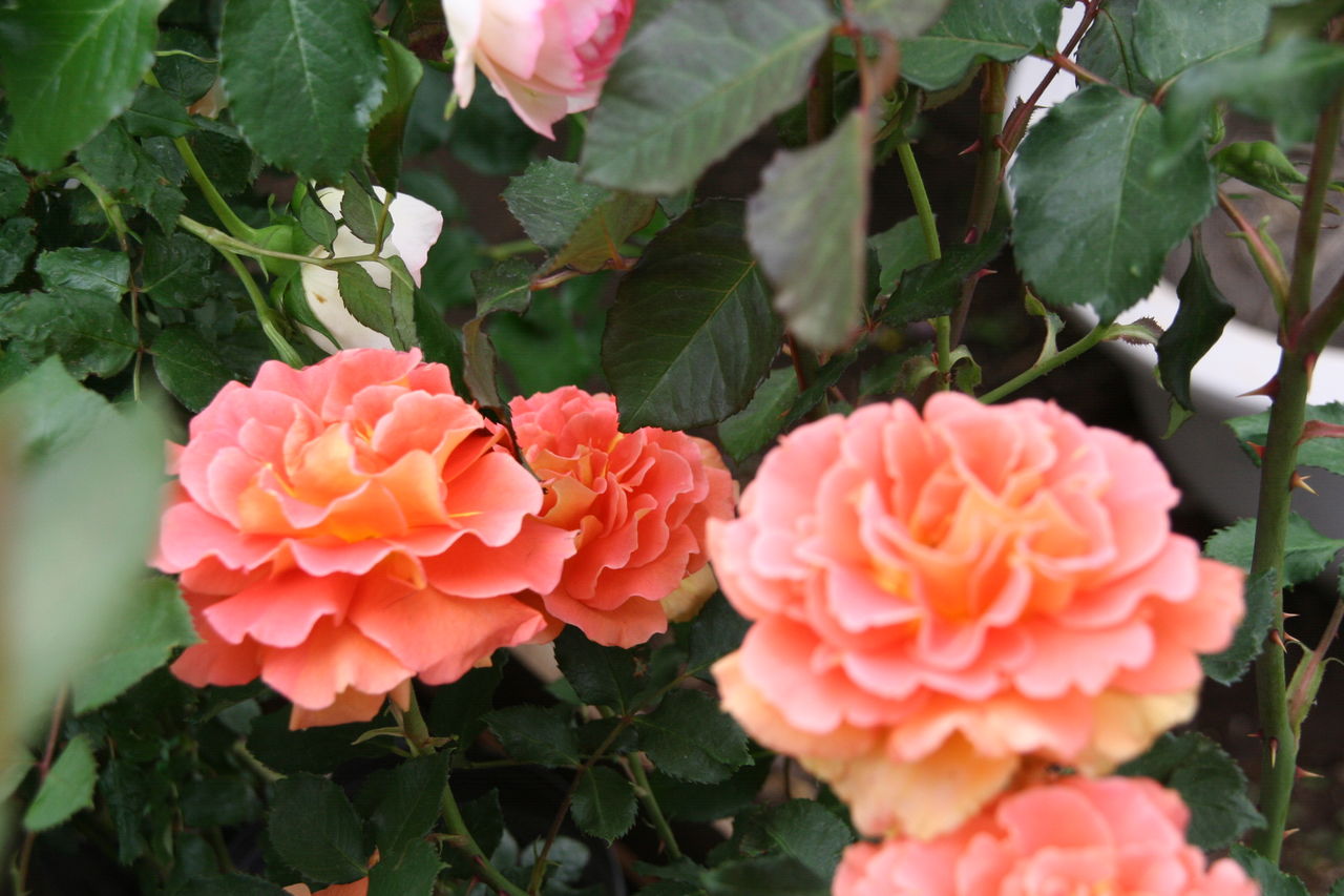 バラとバラに合う草花あります プチ フルール Actis Flower Garden Green バラとバラに合う草花あります プチ フルール Actis Flower Garden Green
