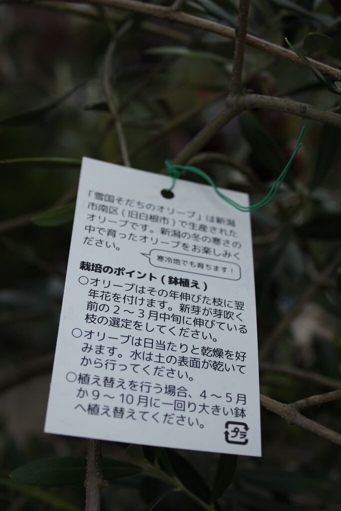 雪国育ちで丈夫です プチ フルール Actis Flower Garden Green