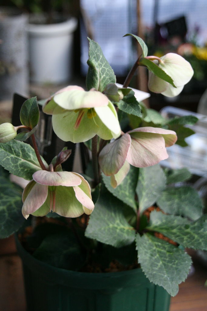 庭植えにおススメ のクリスマスローズ プチ フルール Actis Flower Garden Green 庭植えにおススメ のクリスマスローズ プチ フルール Actis Flower Garden Green