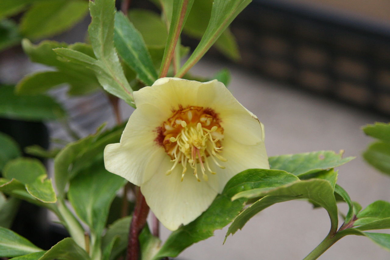 クリスマスローズ ゴールドセミダブル 入荷です プチ フルール Actis Flower Garden Green クリスマスローズ ゴールドセミダブル 入荷です プチ フルール Actis Flower Garden Green