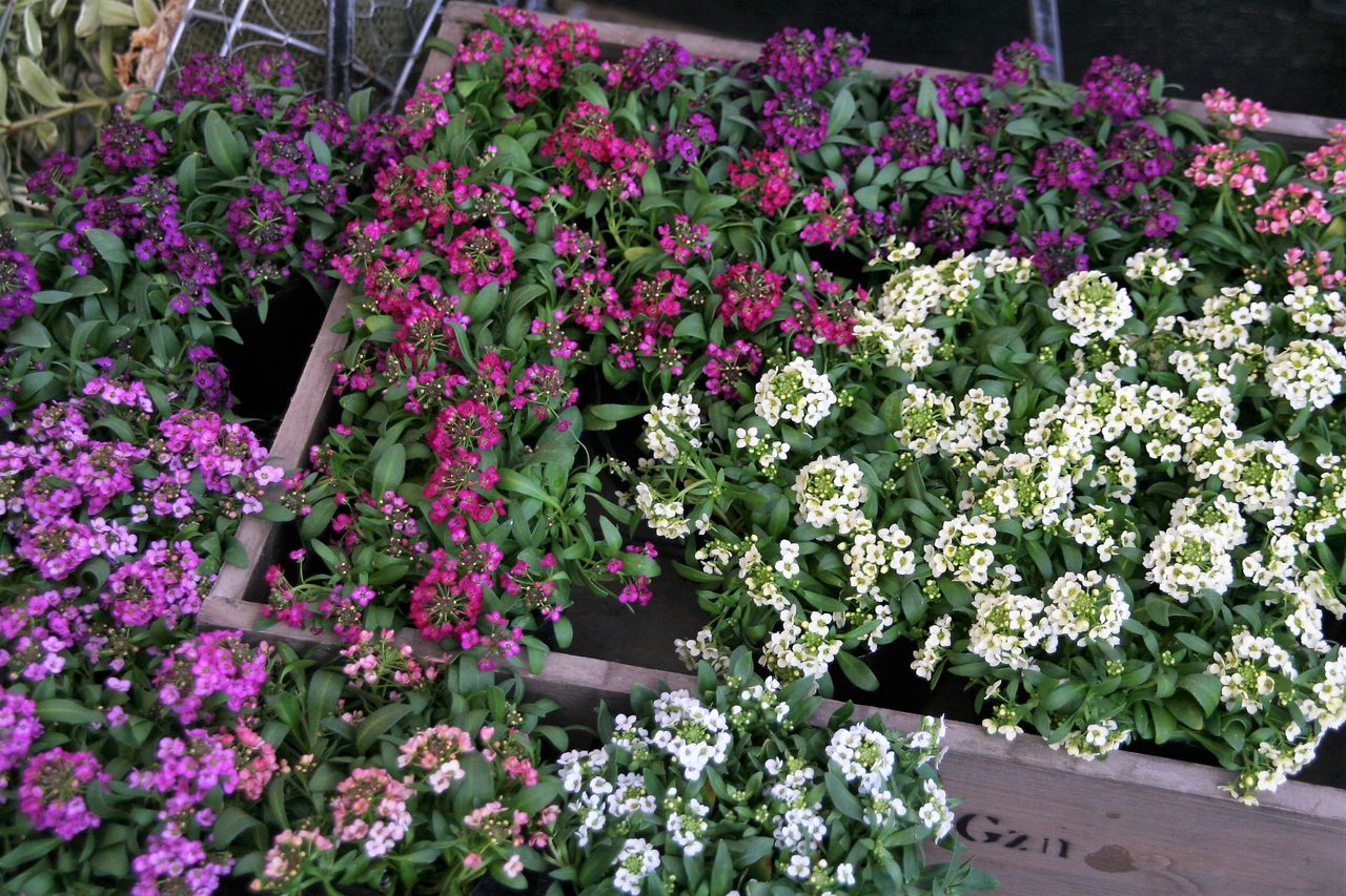 スイートアリッサムもヒナソウも プチ フルール Actis Flower Garden Green