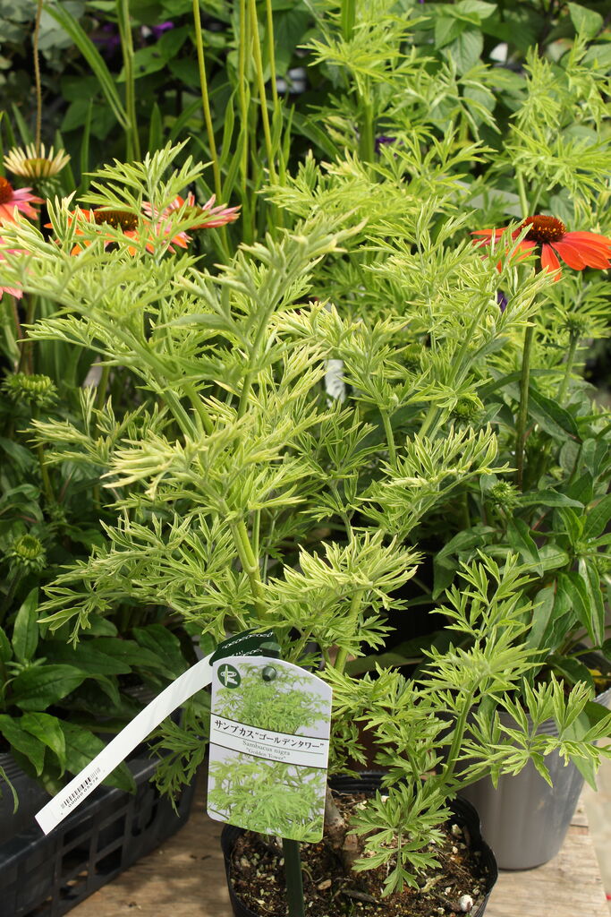 西洋ニワトコ サンブカス ゴールデンタワー 実付きレモン入荷 プチ フルール Actis Flower Garden Green