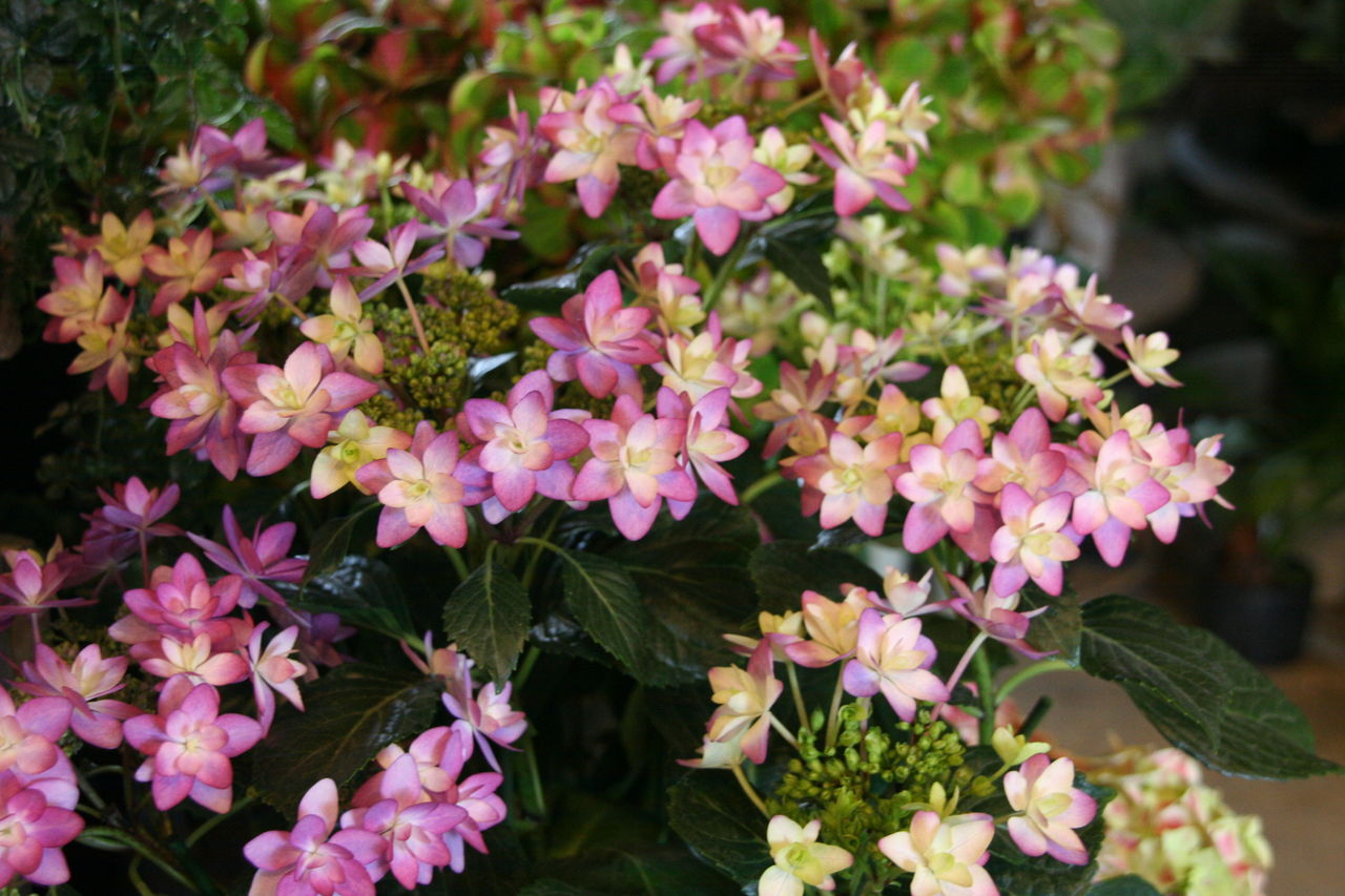 色の変化を楽しむアジサイたち プチ フルール Actis Flower Garden Green 色の変化を楽しむアジサイたち プチ フルール Actis Flower Garden Green