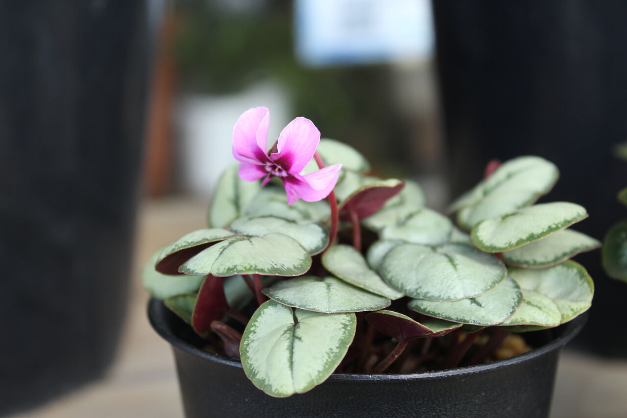 原種シクラメン コウム と入荷の花 プチ フルール Actis Flower Garden Green