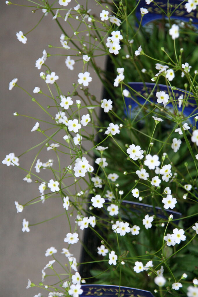 オステオスペルマム アキラ と春の花 プチ フルール Actis Flower Garden Green