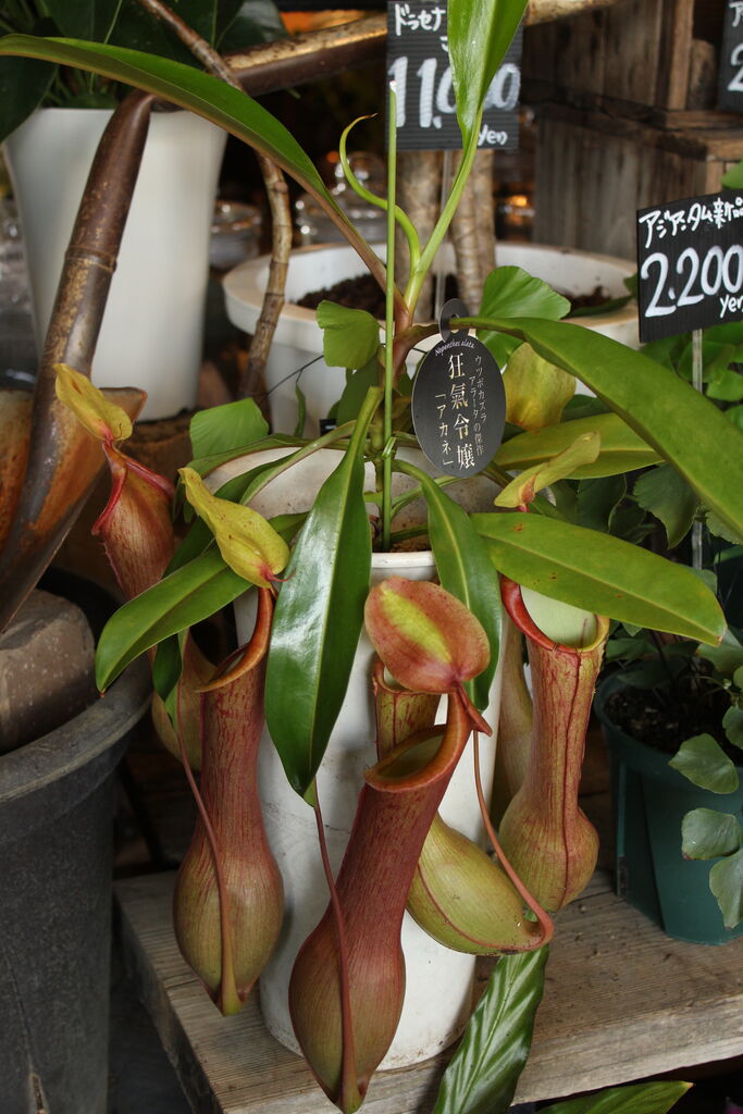 一度は育ててみたい ネペンテス アカネ プチ フルール Actis Flower Garden Green