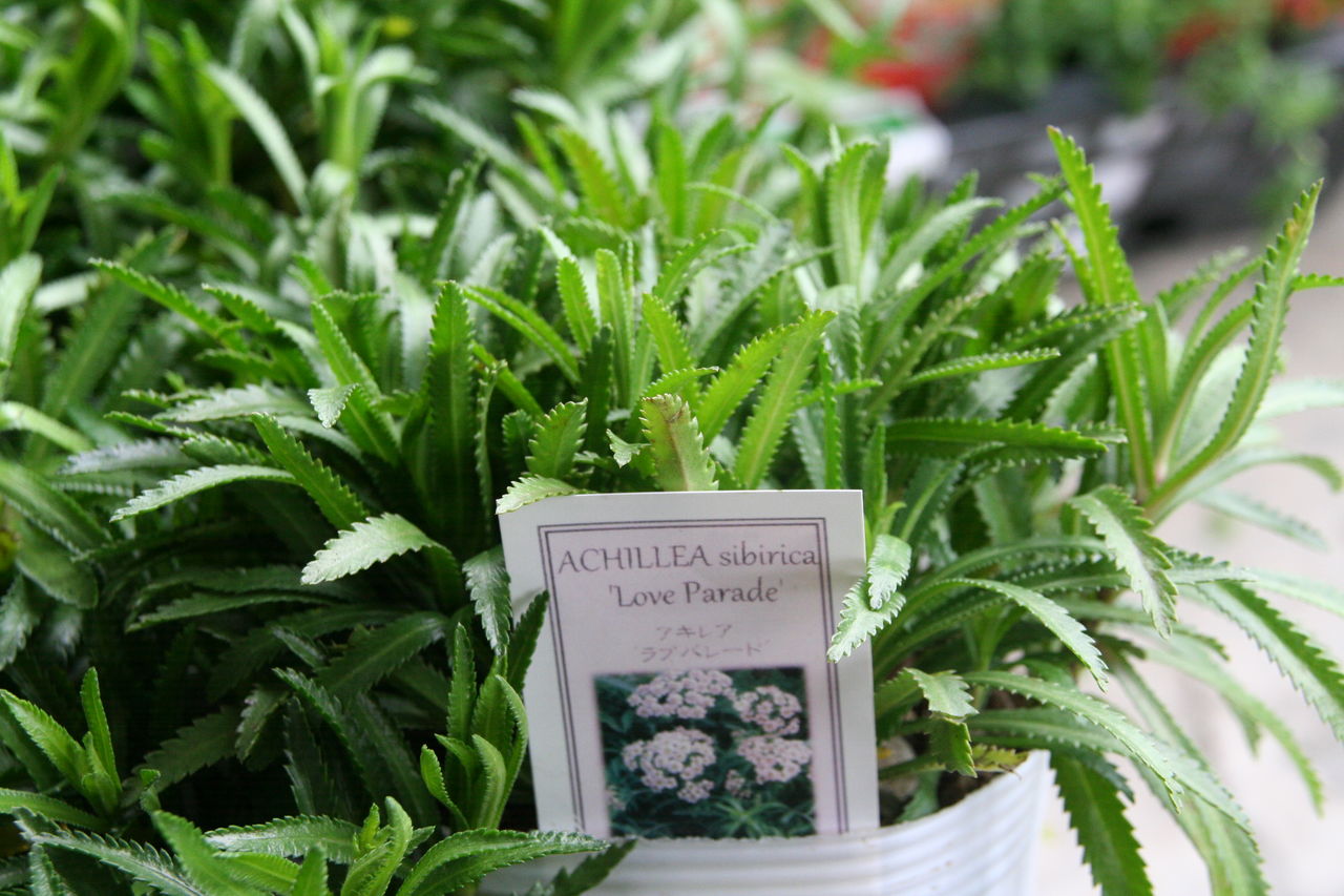 蝶々を呼ぶ花と新入荷の宿根草 プチ フルール Actis Flower Garden Green