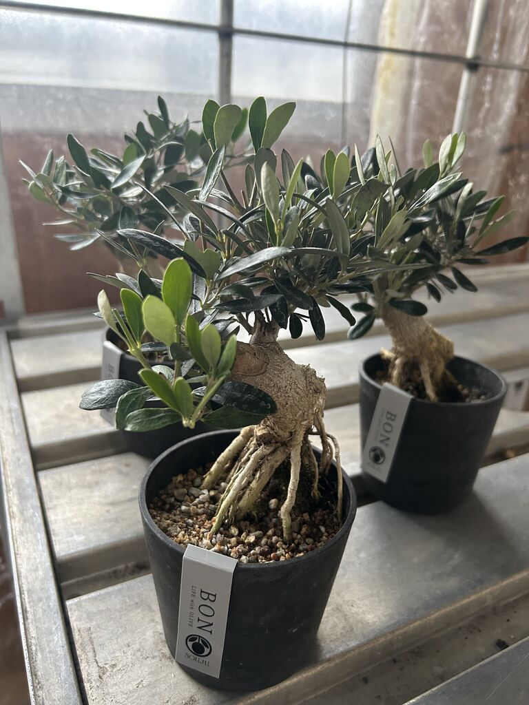 オリーブの盆栽いかがですか : ACTIS FLOWER＆GARDEN GREEN プチ*フルール