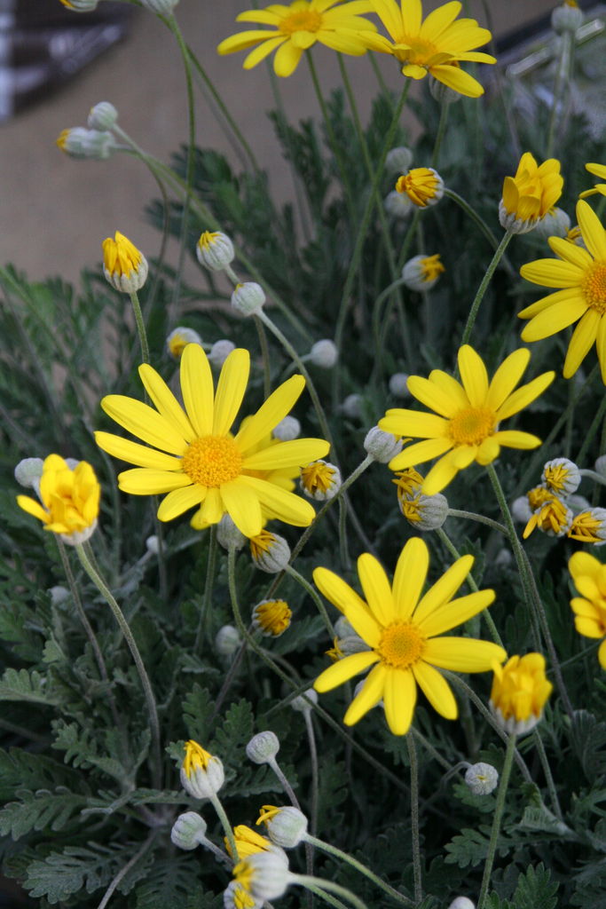 オステオスペルマム アキラ と春の花 プチ フルール Actis Flower Garden Green