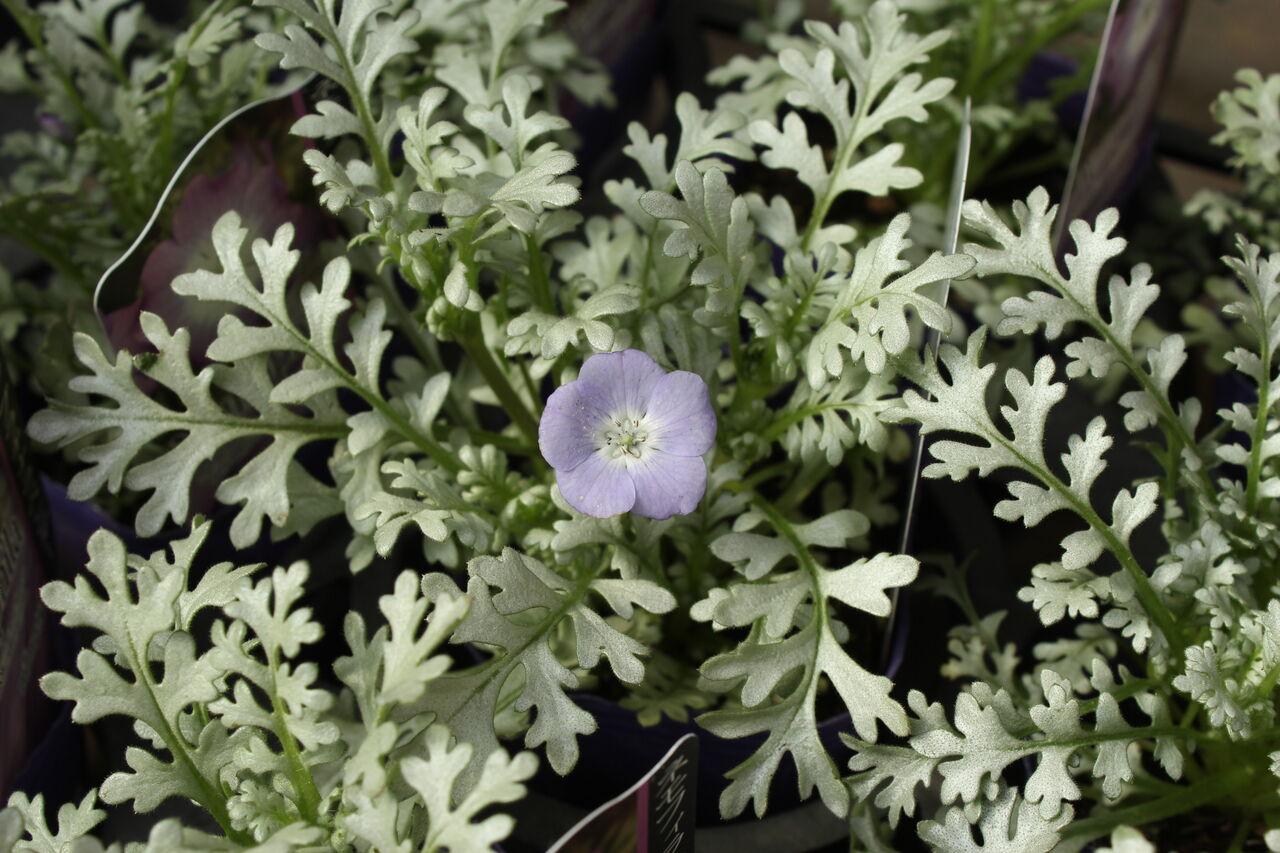 シルバーのリーフもいろいろです プチ フルール Actis Flower Garden Green