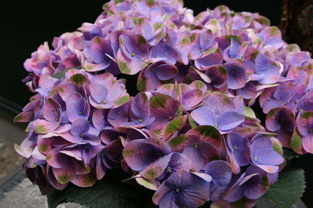 芸術品のよう アジサイ グリーンファイヤー プチ フルール Actis Flower Garden Green 芸術品のよう アジサイ グリーンファイヤー プチ フルール Actis Flower Garden Green