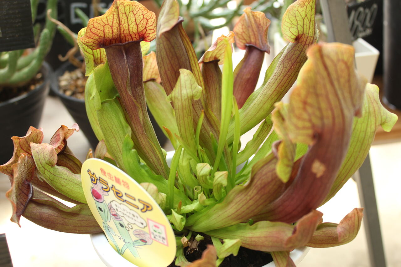 サラセニア プチ フルール Actis Flower Garden Green