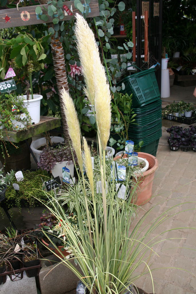 待ってました グラス入荷 プチ フルール Actis Flower Garden Green 待ってました グラス入荷 プチ フルール Actis Flower Garden Green