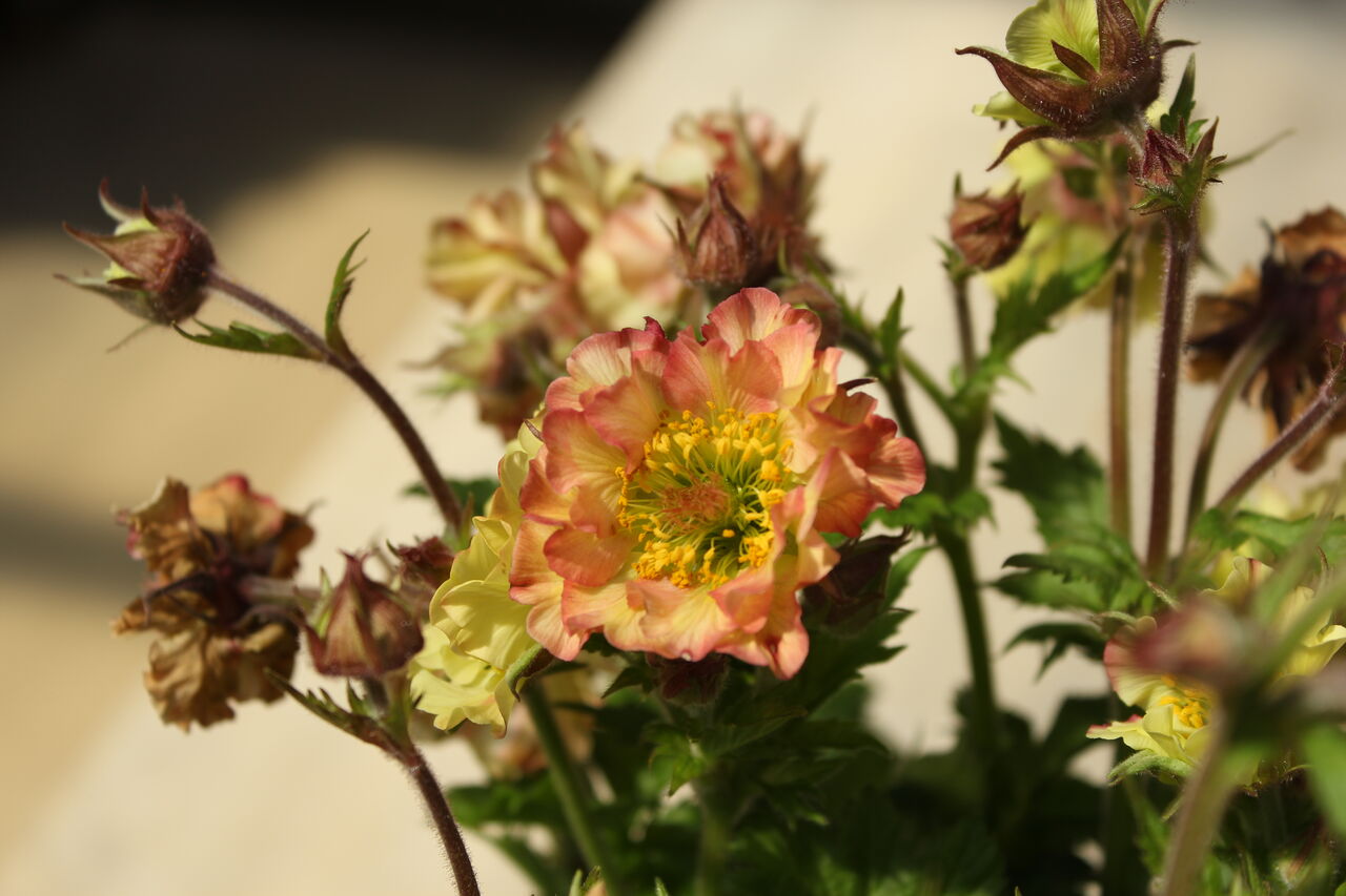 アプリコット色のゲウム プチ フルール Actis Flower Garden Green