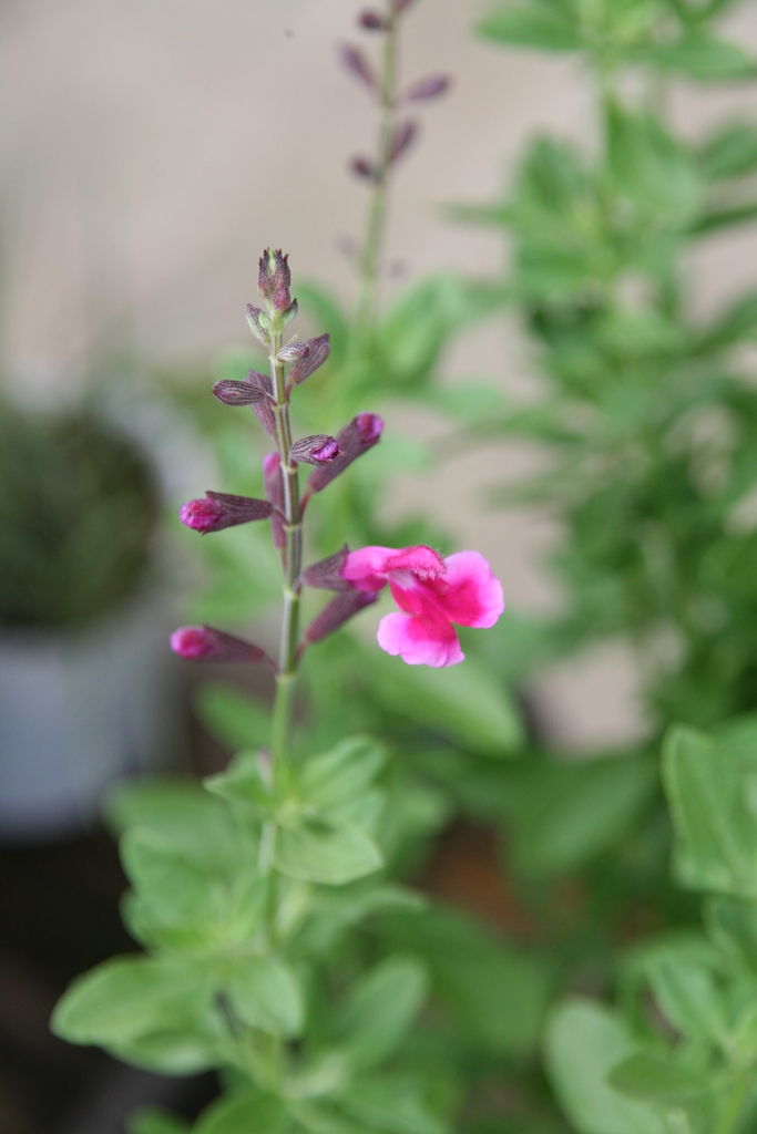 クランベリーと入荷の花たち プチ フルール Actis Flower Garden Green