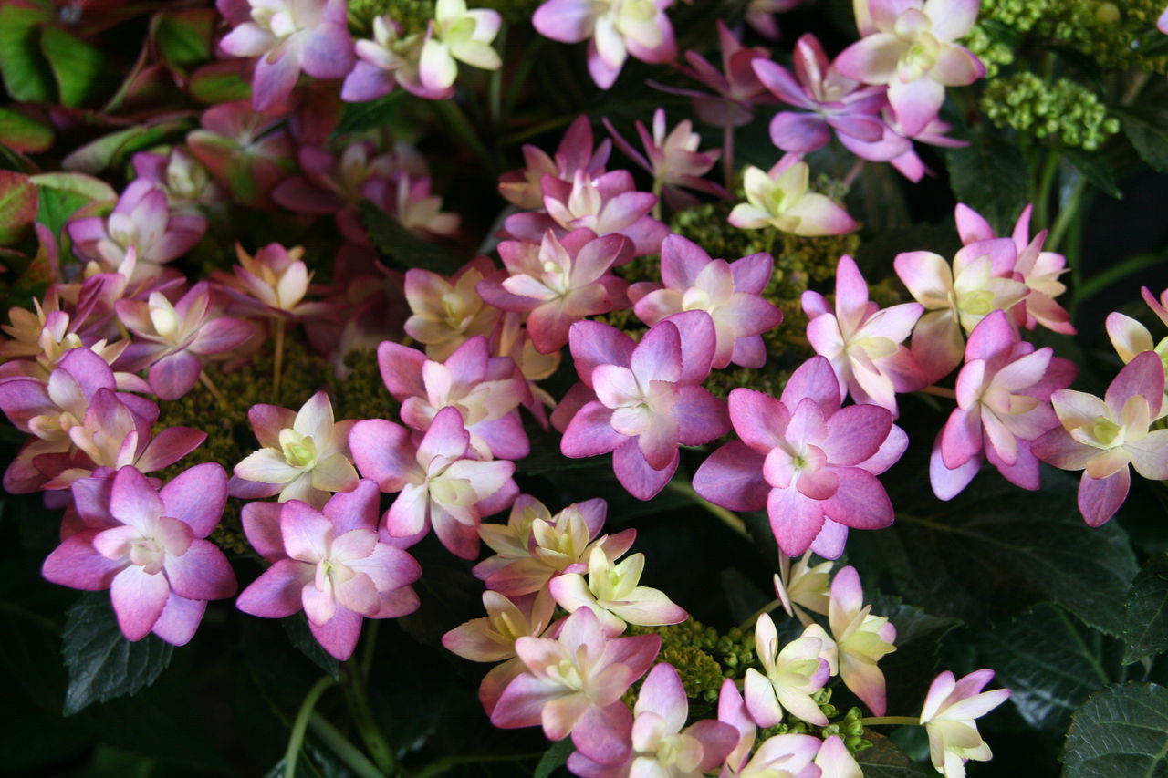 色の変化を楽しむアジサイたち プチ フルール Actis Flower Garden Green 色の変化を楽しむアジサイたち プチ フルール Actis Flower Garden Green