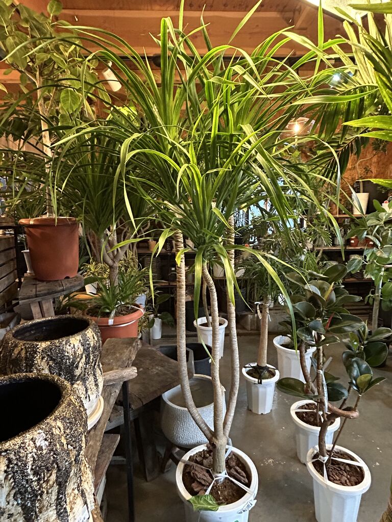 ツピタンタス「ゴールデンキング」＆マニラヤシ : ACTIS