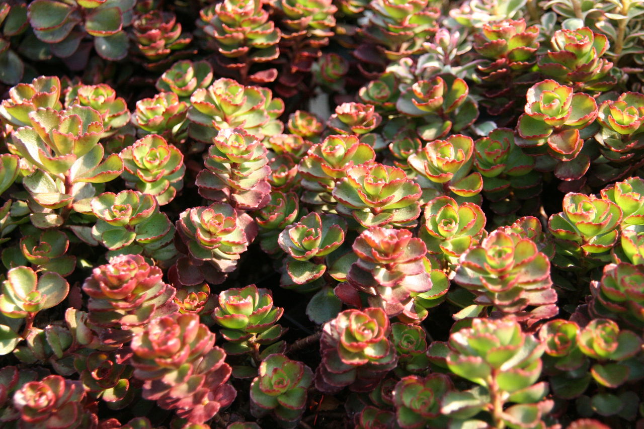 セダムがもりもり プチ フルール Actis Flower Garden Green