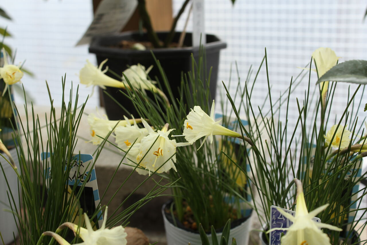 原種スイセン バルボコディウム プチ フルール Actis Flower Garden Green