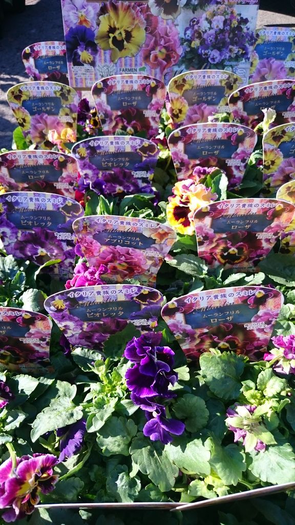 パンジー ビオラ続々入荷中 プチ フルール Actis Flower Garden Green パンジー ビオラ続々入荷中 プチ フルール Actis Flower Garden Green
