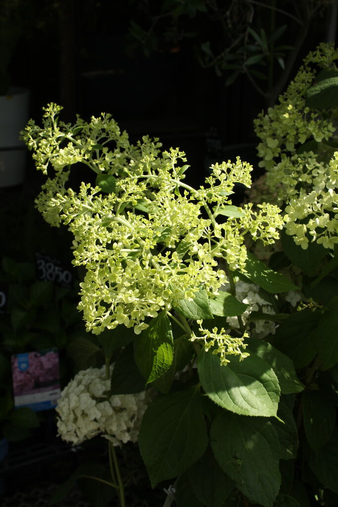 アジサイからノリウツギへ プチ フルール Actis Flower Garden Green