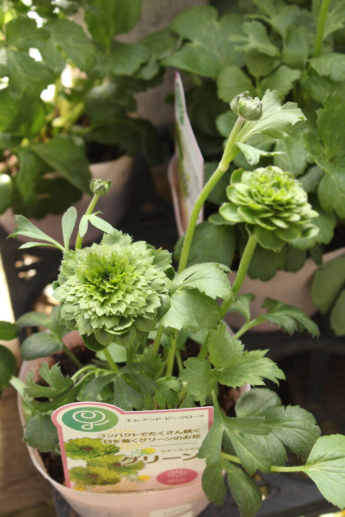 緑のラナンキュラス グリーンイーグル Actis Flower Garden Green プチ フルール