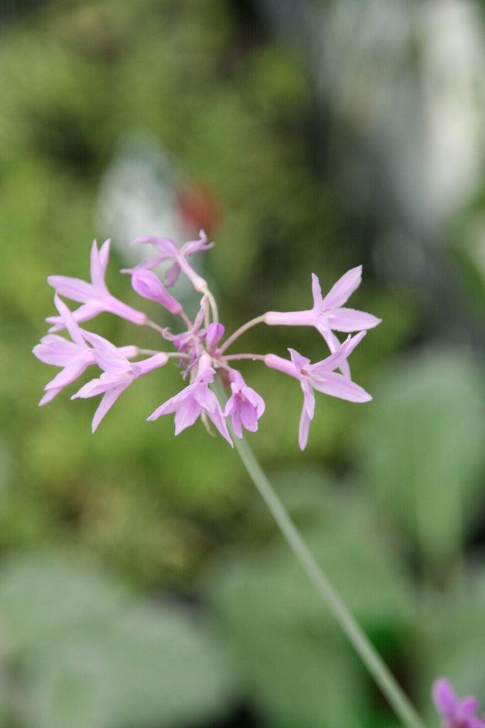 ツルバキア シルバーレース とおすすめ宿根草たち プチ フルール Actis Flower Garden Green