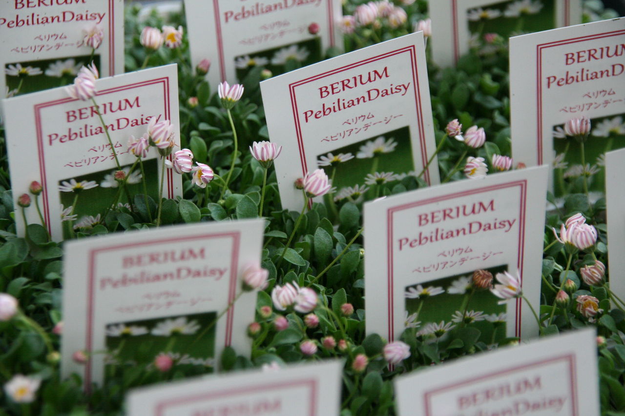 アンティークカラー続々 新入荷の花たち プチ フルール Actis Flower Garden Green アンティークカラー続々 新入荷の花たち プチ フルール Actis Flower Garden Green