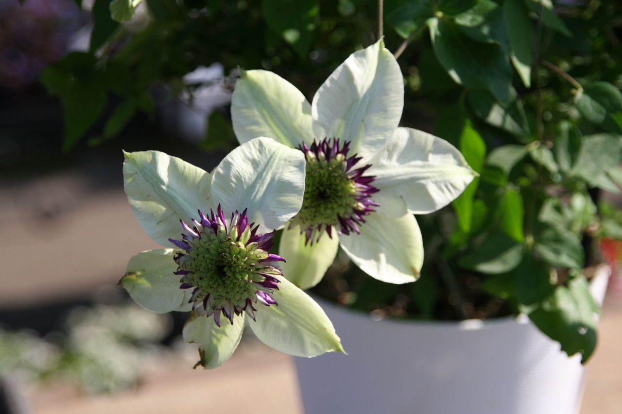 クレマチス入荷しています プチ フルール Actis Flower Garden Green