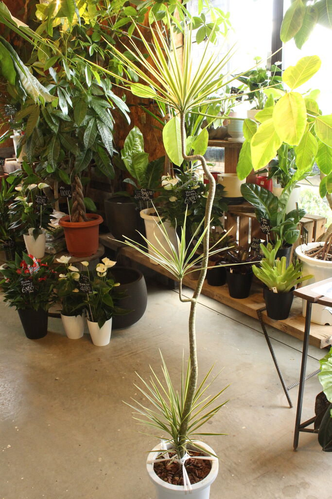 こんな形も面白いかも プチ フルール Actis Flower Garden Green