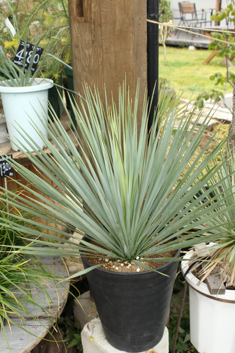 ユッカ ロストラータ「ブルーサンダー」入荷です : ACTIS