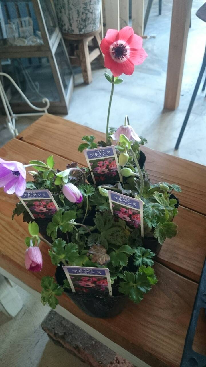 原種アネモネ フルゲンス プチ フルール Actis Flower Garden Green