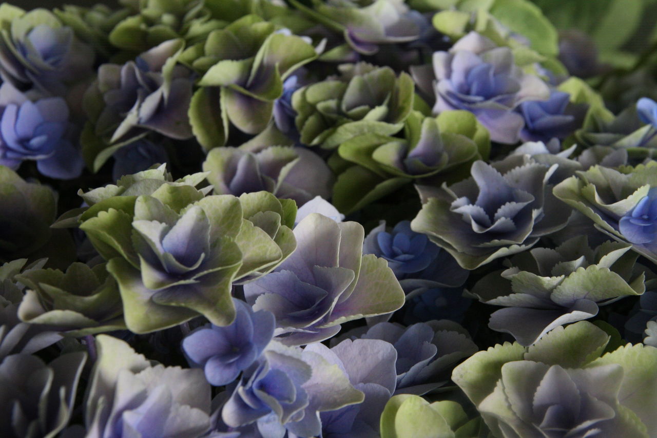 フェアリーアイ ブルー と紫陽花いろいろ プチ フルール Actis Flower Garden Green フェアリーアイ ブルー と紫陽花いろいろ プチ フルール Actis Flower Garden Green