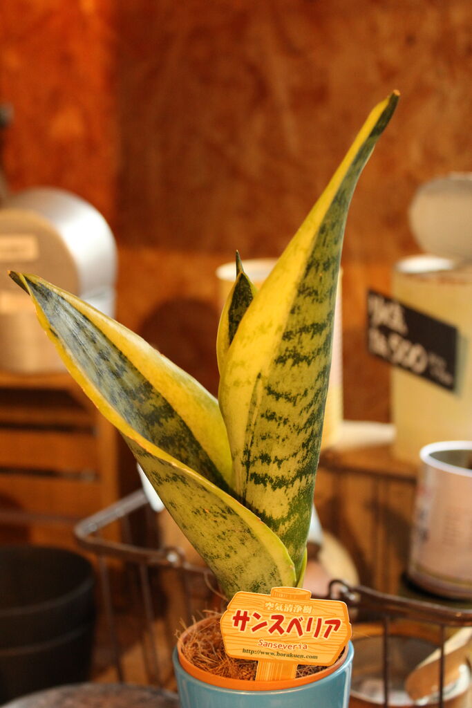 サンスベリア ありますよ プチ フルール Actis Flower Garden Green サンスベリア ありますよ プチ フルール Actis Flower Garden Green