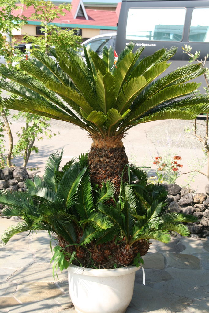 存在感たっぷり 南国の雰囲気 ソテツ カッコいいソテツたち。暑い夏にぴったりです♪ : ACTIS