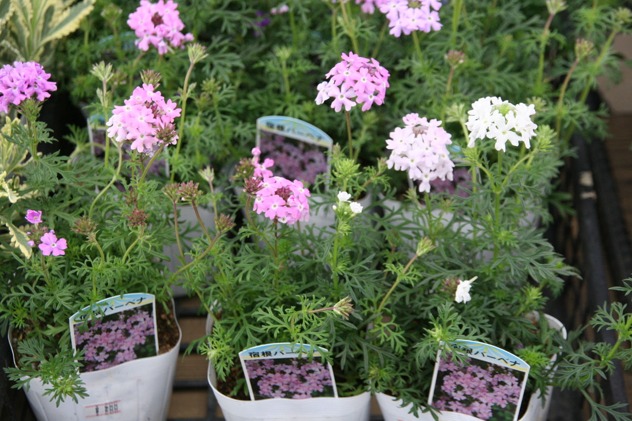藤色のバーベナと入荷の花たち プチ フルール Actis Flower Garden Green