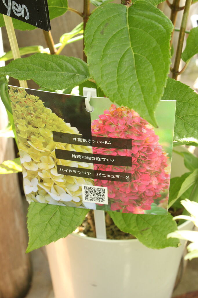 アジサイからノリウツギへ プチ フルール Actis Flower Garden Green