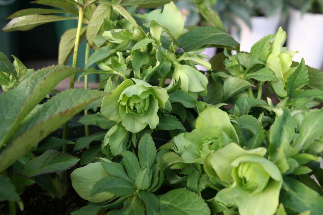 クリスマスローズ ダブルクイーン シリーズ プチ フルール Actis Flower Garden Green クリスマスローズ ダブルクイーン シリーズ プチ フルール Actis Flower Garden Green